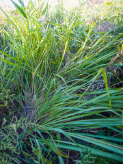 Tripsacum dactyloides