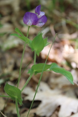 Lathyrus laxiflorus