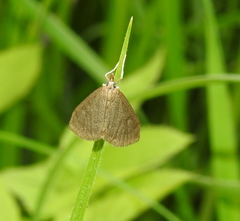 Udea accolalis