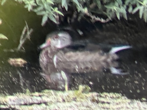 Wood Duck