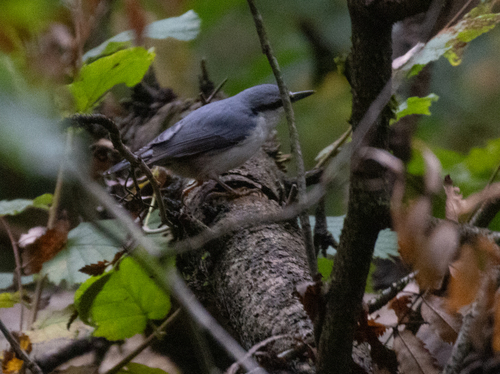 Eurasian Nuthatch