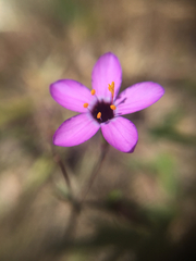 Leptosiphon ambiguus