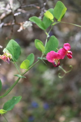 Lathyrus rotundifolius