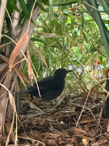 Eurasian Blackbird