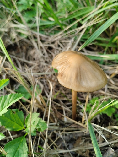 rooting shank