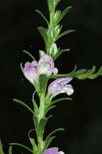 Image of Spreading Emu-Bush (Eremophila divaricata) by (c) Chris Lindorff, some rights reserved (CC BY)