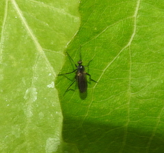 Diptera