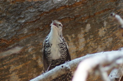 Thryophilus pleurostictus