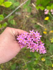 (c) mammuthuss, some rights reserved (CC BY) Centaurium erythraea, photograph (c) mammuthuss, some rights reserved (CC BY)