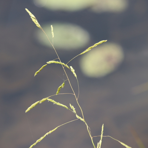 Leersia oryzoides, photograph 4