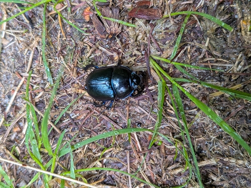 Woodland Dor Beetle