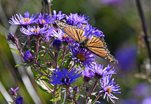 Viceroy