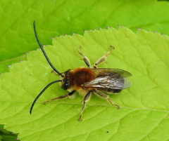 Eucera