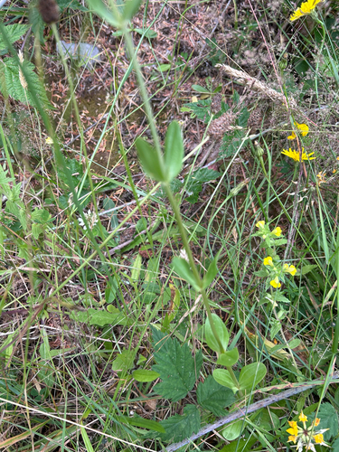 Centaurium erythraea, photograph 3