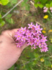 (c) mammuthuss, some rights reserved (CC BY) Centaurium erythraea, photograph (c) mammuthuss, some rights reserved (CC BY)