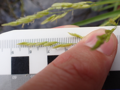 Leersia oryzoides, photograph 5