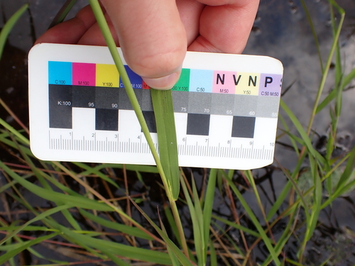 Leersia oryzoides, photograph 6