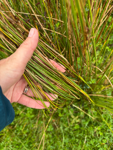 Juncus inflexus, photograph 2