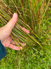 Juncus inflexus, photograph (c) Iona Cowell, some rights reserved (CC BY)