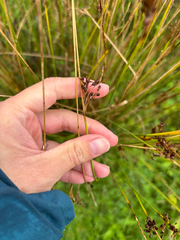 Juncus inflexus, photograph (c) Iona Cowell, some rights reserved (CC BY)