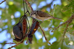 Plectorhyncha lanceolata