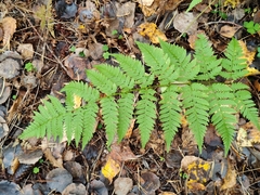 Dryopteris carthusiana, photograph (c) Полина Полежанкина, some rights reserved (CC BY)