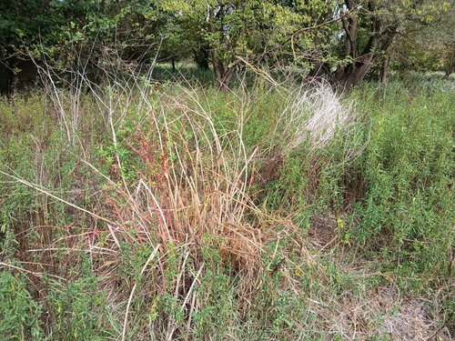 Marsh Spurge