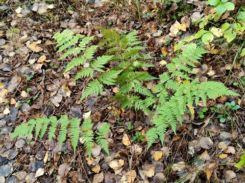 Dryopteris carthusiana, photograph 5