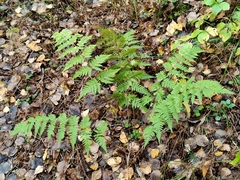 Dryopteris carthusiana, photograph (c) Полина Полежанкина, some rights reserved (CC BY)
