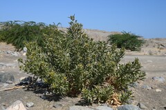 Rhazya stricta