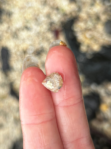 Antisabia imbricata observed 2026-08-29
