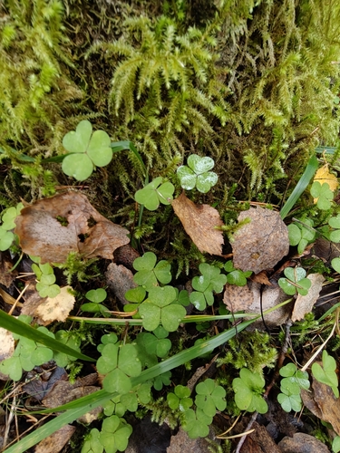 Oxalis acetosella, photograph 6