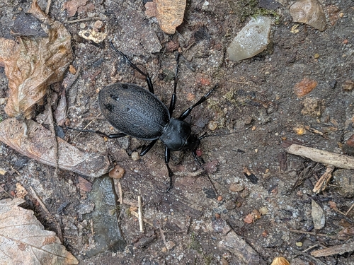 Leather Beetle