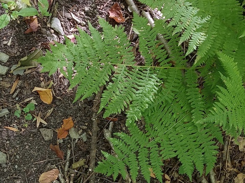 northern lady fern