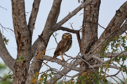 Burrowing Owl