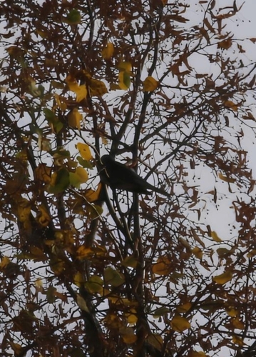 Eurasian Blackbird