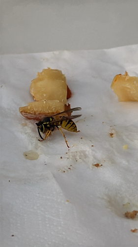 German Yellowjacket
