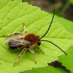 Eucera