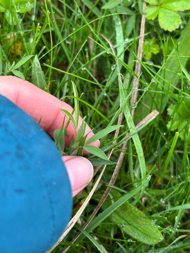 Lathyrus pratensis, photograph 6