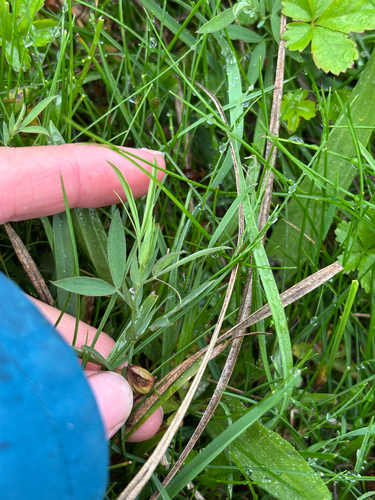 Lathyrus pratensis, photograph 5