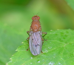 Suillia notata