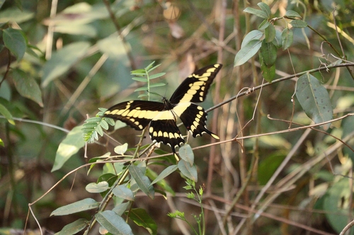 Thoas Swallowtail