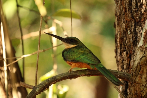 Rufous-tailed Jacamar
