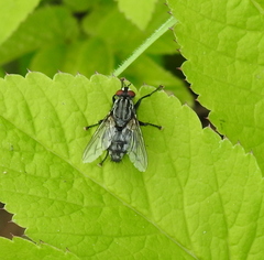 Diptera