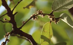 Bridelia retusa