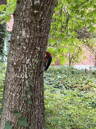 Red-breasted Sapsucker