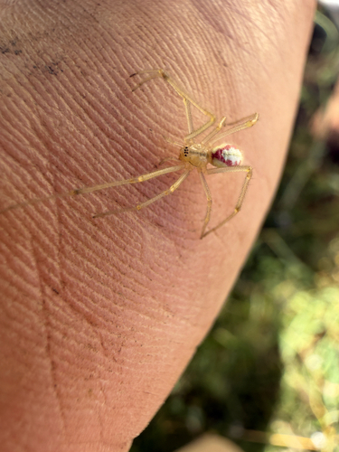 Common candy-striped spider