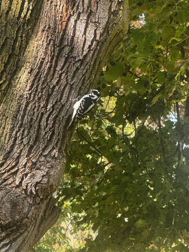 Downy Woodpecker