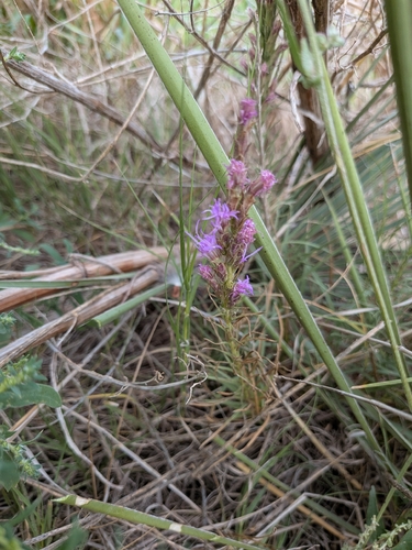 dotted gayfeather