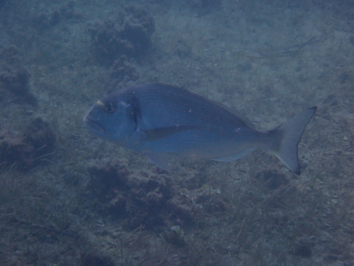 Gilthead Seabream